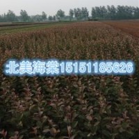 開花絢麗的1米高北美海棠苗2014年秋季大量供應