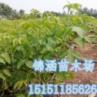 抗粉塵的行道樹苗1.2米高復葉槭苗江蘇復葉槭苗價格