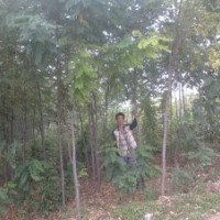 苗木白皮松，雪松，華山松，蜀儈，側(cè)北20公分----3米