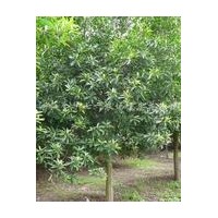 大量供應(yīng)杜英苗木，規(guī)格5-20公分10公分杜英價格