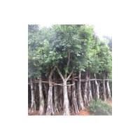 小葉榕 榕樹盆景 榕樹批發 榕樹報價單
