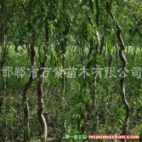 變色龍須柳、清香核桃樹、白皮松、側柏、云杉