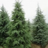 河南萬匯實業供應雪松 黑松