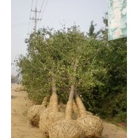 供應5到80公分銀杏樹