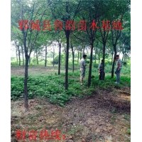 國槐哪里有優質國槐12公分國槐價格