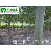 供應速生柳，出售速生柳，石家莊速生柳，廊坊速生柳 唐山速生柳