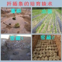 河北廊坊供應米徑15cm法桐速生法桐扦插條價格