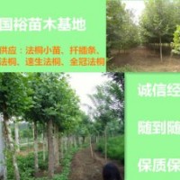 米徑10公分法桐4米截桿帶土球河北廊坊價格表