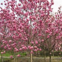 供應(yīng)紅玉蘭小苗基地價(jià)格對您直銷