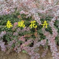 山東青州紅葉小檗批發