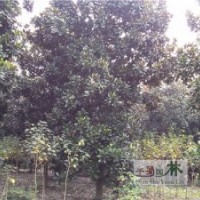 貴州廣玉蘭供應(yīng)，廣玉蘭工程苗，廣玉蘭高速路綠化