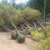 供全冠土球法桐，白蠟，太陽李，垂柳，臭椿，毛白楊，絲棉木