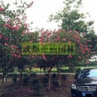 成都紫薇 四川紫薇 大紅紫薇價格