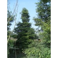 楨楠 小葉楨楠價格 楨楠產地