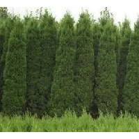 出售3米蜀儈、大量低價優惠供應蜀儈