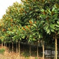 湖北廣玉蘭 價格 行情 資訊 小苗荊門廣玉蘭 精品廣玉蘭