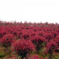 直生龍柏價格,垂柳價格,紅葉石楠價格,春鵑價格,枸骨球價格表