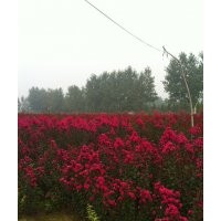 紫薇花，櫻花樹，大葉女貞，桂花樹，便宜了苗木