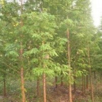 8公分精品水杉價格江蘇水杉產地