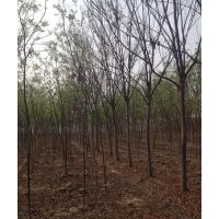 現在12公分南欒多少錢 現在15公分南欒多少錢