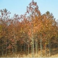 楓香價格 米徑5-10公分楓香價格 廣玉蘭價格