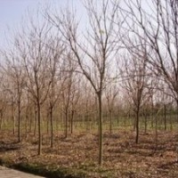 米徑2公分3公分4公分5公分6公分欒樹價格 南京欒樹價格