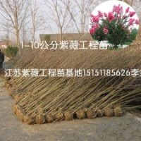 江蘇紫薇工程苗3公分紫薇苗樹形一致當年生1米高紫薇苗大量供應
