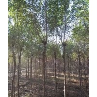 大量供應 速生柳 垂柳 金絲柳 國槐 金葉榆 香花槐