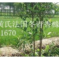 蘇州張家港地區供應2米法國冬青
