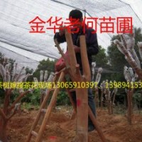 油茶樹嫁接茶花服務、提供茶花枝條