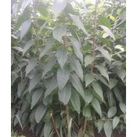 低價(jià)供應(yīng)臘梅、木繡球、木槿、紫荊、月季等綠化苗