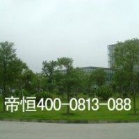 優質苗木供應香樟,秋楓,紅果冬青