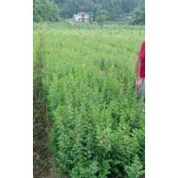 綠化灌喬木黃葛樹，香樟，欒樹，紫薇，天竺桂，桂花，紅繼木，春