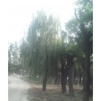 苗木綠化供應(yīng)國槐、速生柳、造型法桐、白臘、皂角，垂柳，櫻花，