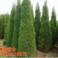 哪里蜀檜，價(jià)格便宜？
