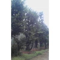 樸樹20-70公分