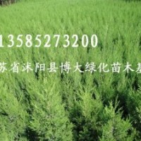 蜀檜超低價格龍柏超低價格各種苗木再次降價