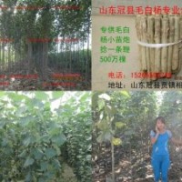 專供毛白楊，毛白楊批發，毛白楊