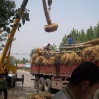 法桐10-15公分苗木最新價格出售