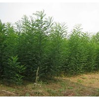 國槐小苗、山西國槐小苗低價優惠供應