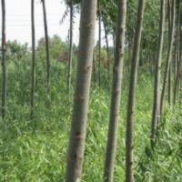 竹柳3號，竹柳，美國竹柳，快繁苗