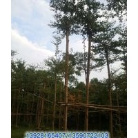 供應：欖仁