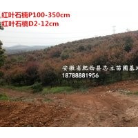 安徽紅葉石楠球、肥西紅葉石楠球價格、石楠苗木基地、肥西
