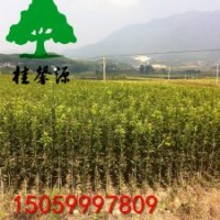 批發浦城精品丹桂苗樹