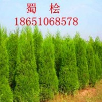 1.5米蜀檜批發、賣1.5米蜀檜、沭陽蜀檜行情、賣蜀檜