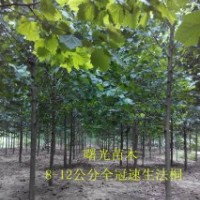 專供6公分，7公分，8公分速生法桐，全冠法桐。