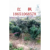 4公分紅楓行情，紅楓價格，紅楓供應，紅楓銷售，紅楓專賣