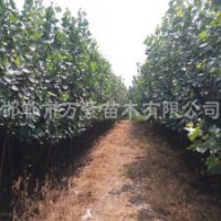 供應107楊樹,毛白楊,速生法桐,國槐,變色龍須柳,白皮松,云杉