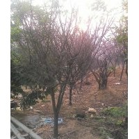 低價供應紅葉李