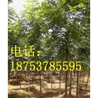 3公分北京欒樹